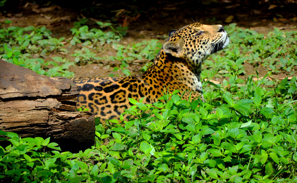 Lola, la jaguar cautiva que fue mascota.