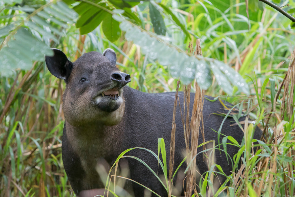 Tsuky el tapir